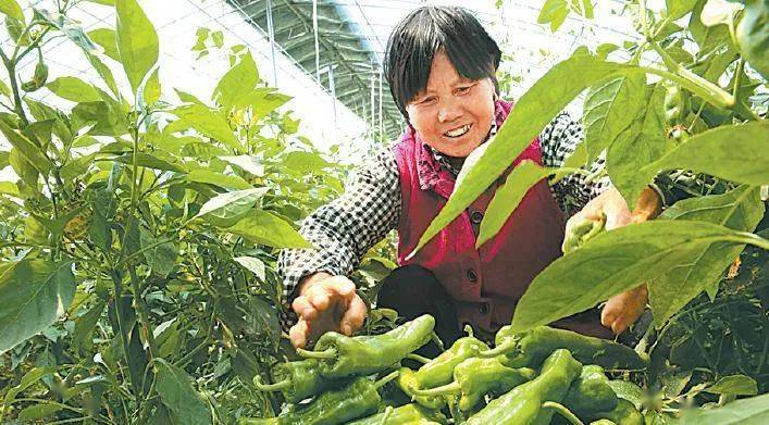 特朗普的最新消息,小q画笔最新版,邯郸最新路,特朗普的最新消息与小q画笔最新版及邯郸新路况概述