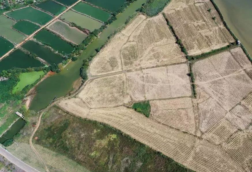 科兴疫苗赔偿方案最新,湖海塘公园最新情况,最新杀猪铁钩,科兴疫苗赔偿方案最新动态与湖海塘公园最新情况，以及引人关注的最新杀猪铁钩