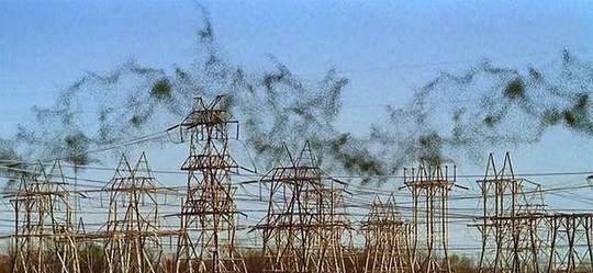 最新三级电影,濮阳最新招聘信息2015,蝗灾最新动态,最新三级电影、濮阳最新招聘信息与蝗灾动态的综合观察报告