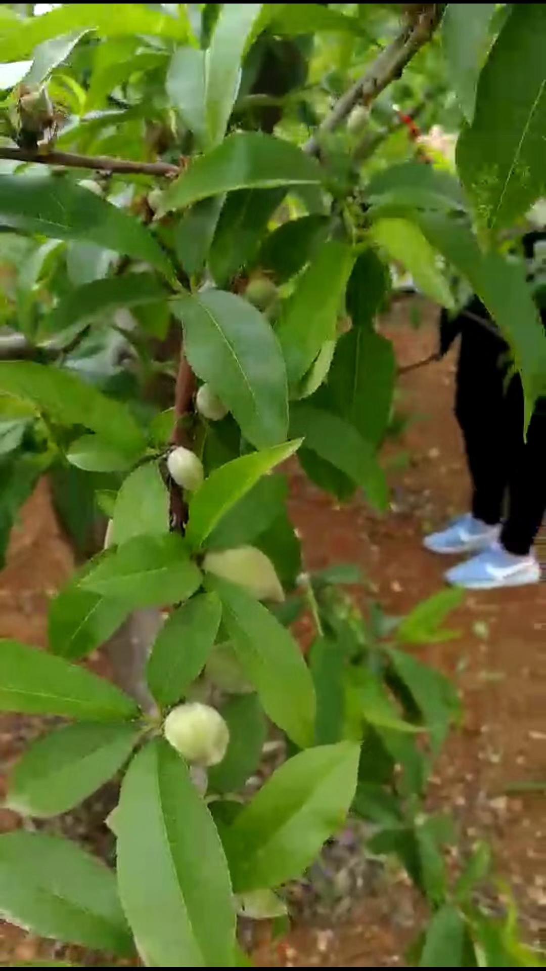 技术咨询 第315页