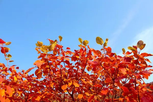 久久99精品久久久久久野外:27-38-42-43-44-46Y：47,久久精品，探索野外世界的无尽魅力与独特体验