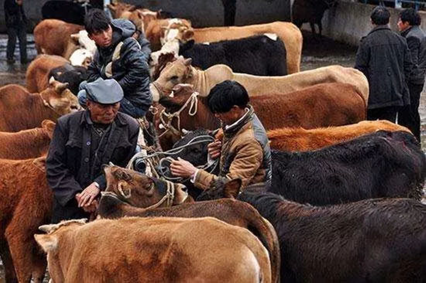人与牲口性恔配视频免费L:14-27-31-33-36-46P:11,关于人与牲口性恔配视频的探讨(关键词,人与牲口性恔配视频免费L: 14-27-31-33-36-46 P, 11)