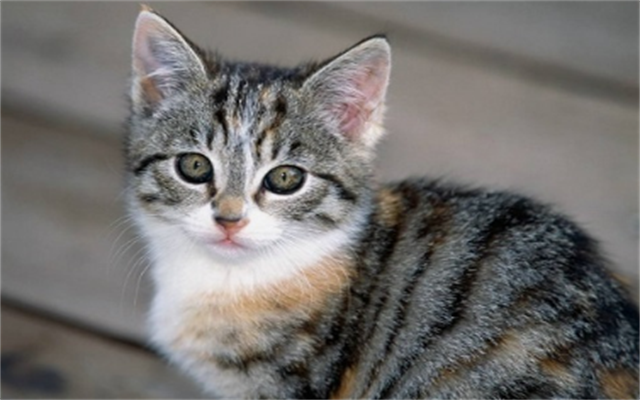 国产精品99久久久久久猫咪:05-06-14-16-37-42R：24,国产精品猫咪，一场深度探索与独特体验之旅