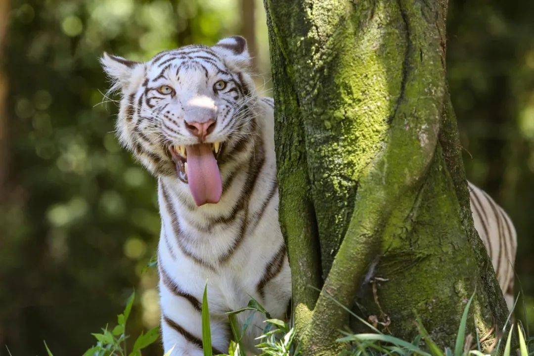 四虎成人精品一区二区免费网站:01-21-24-29-37-41F:04,探索四虎成人精品网站,一区二区的免费内容与特色(01-21-24-29-37-41F)