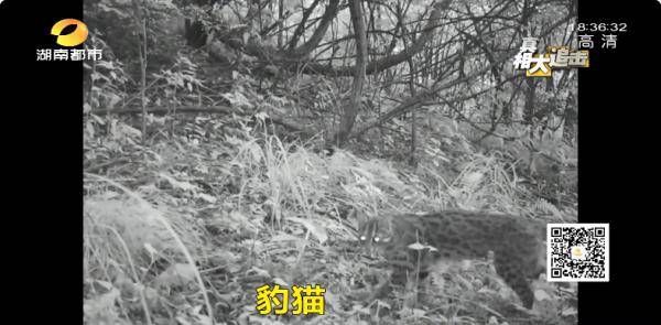 亚洲精品国偷自产在线99正片:05-18-23-34-42-46K:02,探索亚洲精品影视文化之旅,在线正片的魅力与深度解析