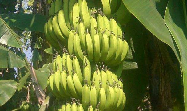 大香伊蕉日本一区二区:05-06-10-28-39-44L：46,大香伊蕉日本一区二区，探索与赏析（05-06-10-28-39-44L，46）