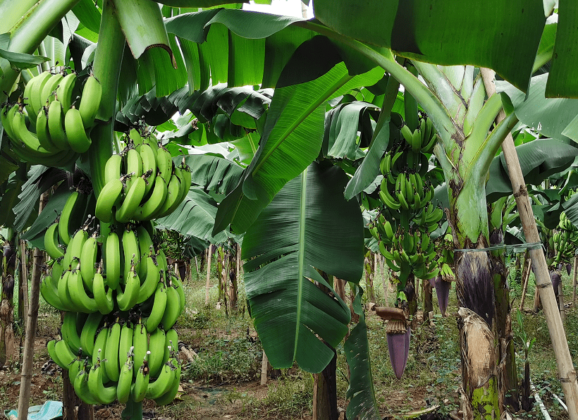 大香伊蕉日本一区二区:05-06-10-28-39-44L:46,大香伊蕉日本一区二区,探索与赏析(05-06-10-28-39-44L,46)