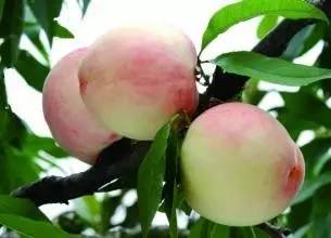 久久精品久久久久观看99水蜜桃:10-21-28-36-40-46W：15,久久精品，探索无限精彩的视觉盛宴