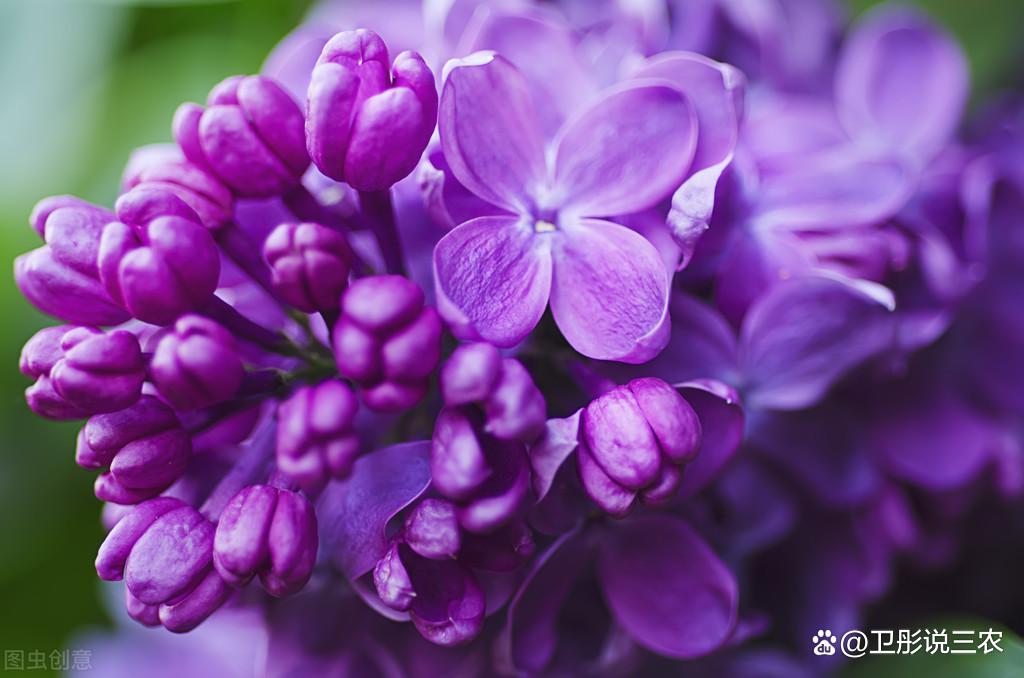 五月丁香色综合久久4438:11-19-28-31-37-40W:01,五月丁香色综合久久,探索美丽与力量的交织