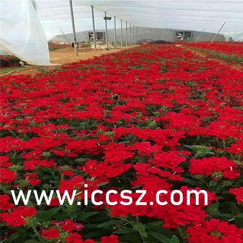 国产欧美日韩精品A在线看:10-17-18-19-38-41V：22,探索国产与全球影视文化的交融，欧美日韩精品A在线欣赏