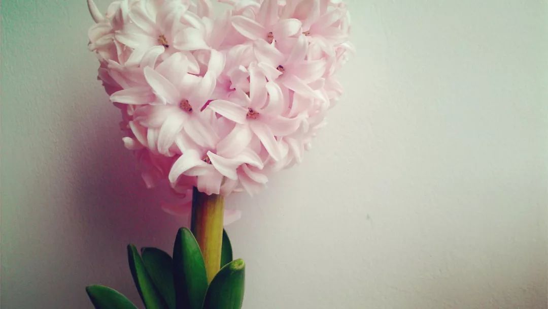 国产成A人亚洲精品无码樱花:03-04-05-40-42-48V:46,国产成A人亚洲精品,探索无码樱花的魅力与多元价值(关键词,03-04-05-40-42-48V,46)