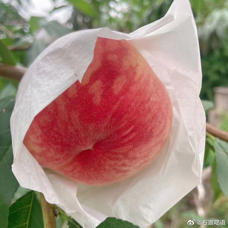 精品无码一区二区三区水蜜桃:08-13-33-39-45-48M：40,探索精品无码水蜜桃，一区、二区、三区的独特魅力与滋味