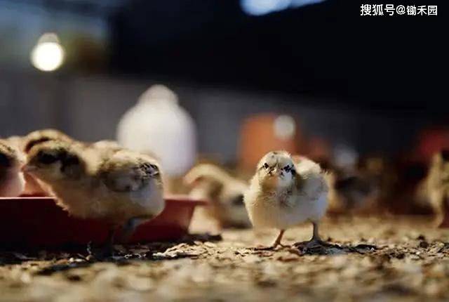 人禽杂交18禁网站免费:01-08-10-23-44-49B:14,关于网络内容与伦理道德的探讨——以人禽杂交等关键词为例