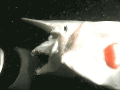 啊灬啊别停灬用力啊岳:03-12-27-29-34-46Y:12,探索未知,深度解析数字背后的故事——啊灬啊别停灬用力啊岳