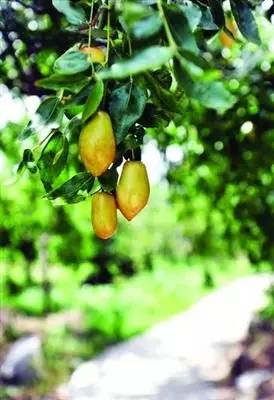 黄桃AV无码免费一区二区三区:15-16-24-32-35-48Q：33,关于黄桃AV无码免费一区二区三区，探索与警示