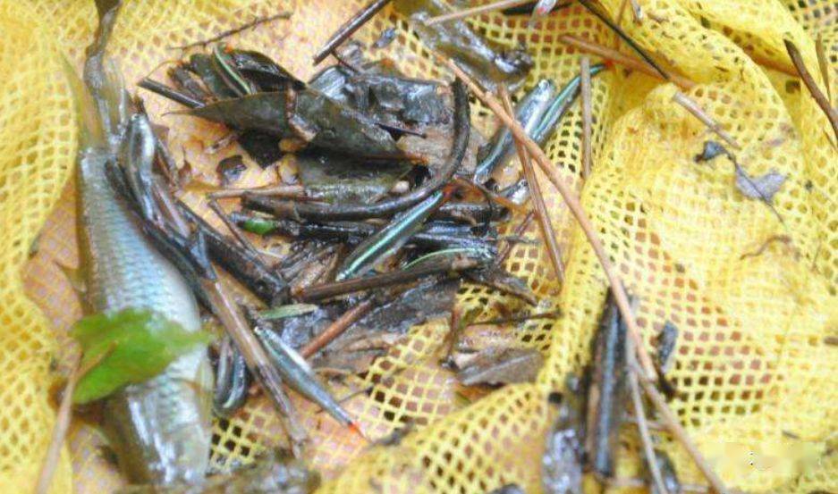 国产欧美另类久久久精品丝瓜:14-15-23-32-38-48N:49,探索国产欧美另类文化,丝瓜精品的独特魅力与深度解读