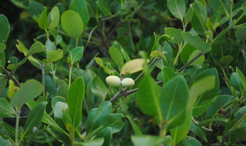 国产欧美另类久久久精品丝瓜:14-15-23-32-38-48N:49,探索国产欧美另类文化,丝瓜精品的独特魅力与深度解读