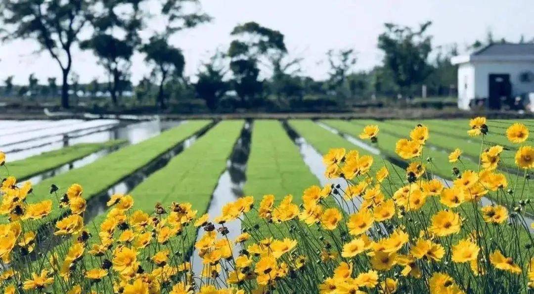 日韩精品无码一区二区忘忧草:10-14-17-19-35-37J:44,关于日韩精品无码一区二区的忘忧草,深入探索与理解