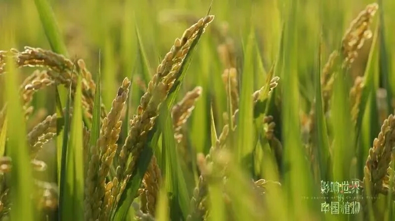 国产成人综合野草:01-08-18-21-24-37B：27,国产成人综合野草的新时代探索，一场跨越时空的视听盛宴