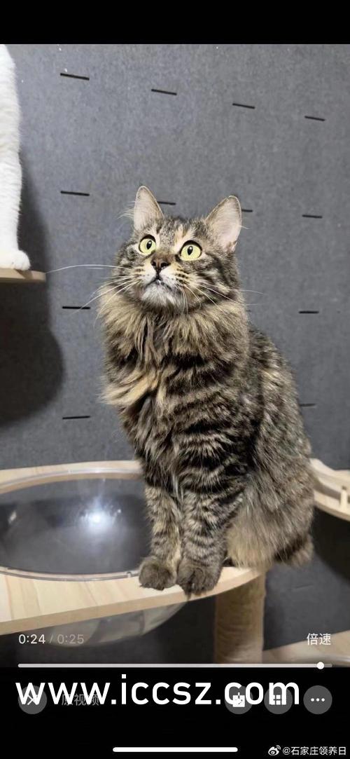 蜜国产精品JK白丝AV网站:04-06-11-13-23-26Z：15,关于蜜国产精品JK白丝AV网站的文章