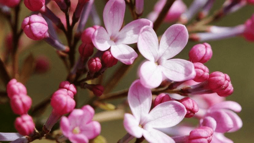 人妻夜夜爽天天爽三区丁香花:03-12-14-21-27-48Z：38,探索人妻生活的多彩篇章，三区丁香花下的故事