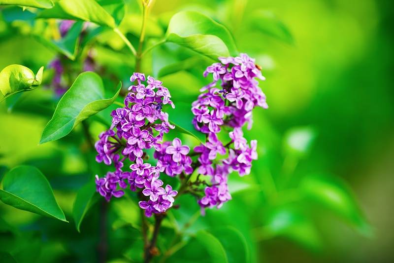 人妻夜夜爽天天爽三区丁香花:03-12-14-21-27-48Z:38,探索人妻生活的多彩篇章,三区丁香花下的故事