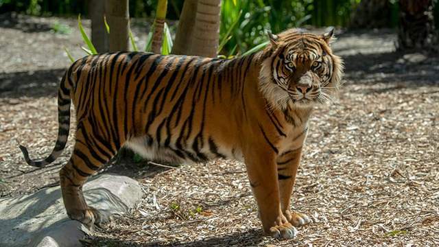 四虎成人精品国产永久免费无码:07-11-29-36-40-44M：29,探索四虎成人精品国产的魅力，永久免费无码资源的深度解析