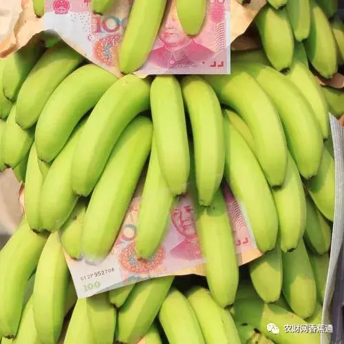 久久大香香蕉国产免费网vrr:01-08-13-27-36-41T：47,久久大香香蕉国产免费网，探索优质内容的深度与广度