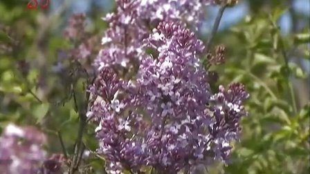 伊人狠狠色丁香婷婷综合动态图:01-04-10-11-32-38X：12,伊人狠狠色与丁香婷婷的综合动态图，探索神秘数字序列背后的故事