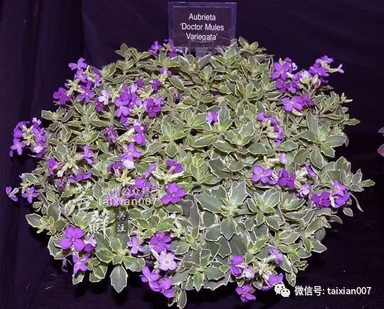 国产精品无码aⅴ嫩草:05-09-10-16-22-31W：23,国产精品无码aⅴ嫩草，探索与赏析（2023年精选）