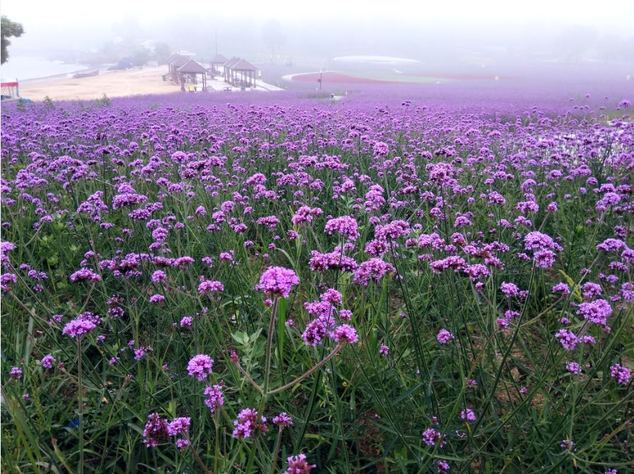 欧美日韩国产综合草草:10-12-33-34-42-46V：21,欧美日韩国产综合文化中的草草现象，深度解析与探讨（10-12-33-34-42-46V，21）