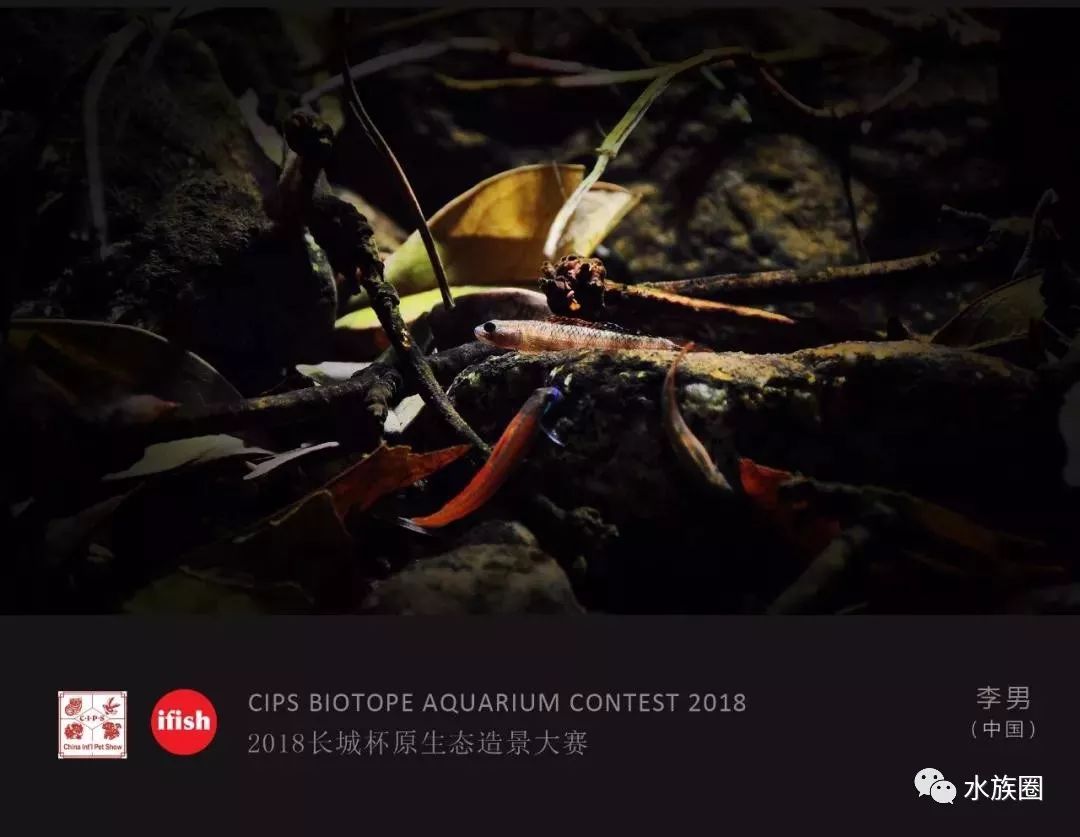 午夜无码乱码在线观看:01-18-28-43-45-47V:42,午夜无码乱码在线观看,探索数字时代的影视新境界