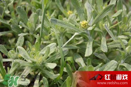 久久国产精品亚洲艾草网:01-17-19-30-45-48W：02,久久国产精品亚洲艾草网，探索优质产品与艾草文化的交汇点