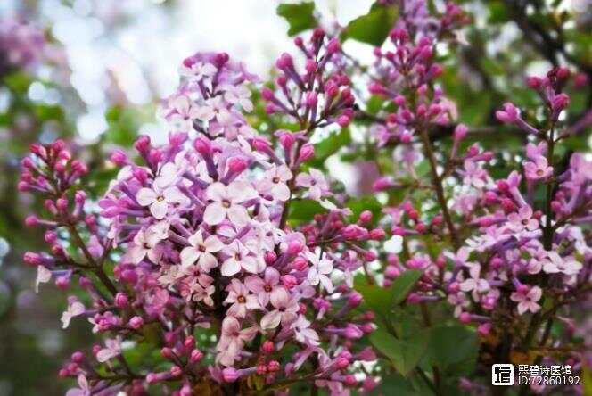 久久婷婷五月综合色丁香:03-05-14-34-35-36B：28,五月丁香，久久婷婷的色彩交响与独特韵味