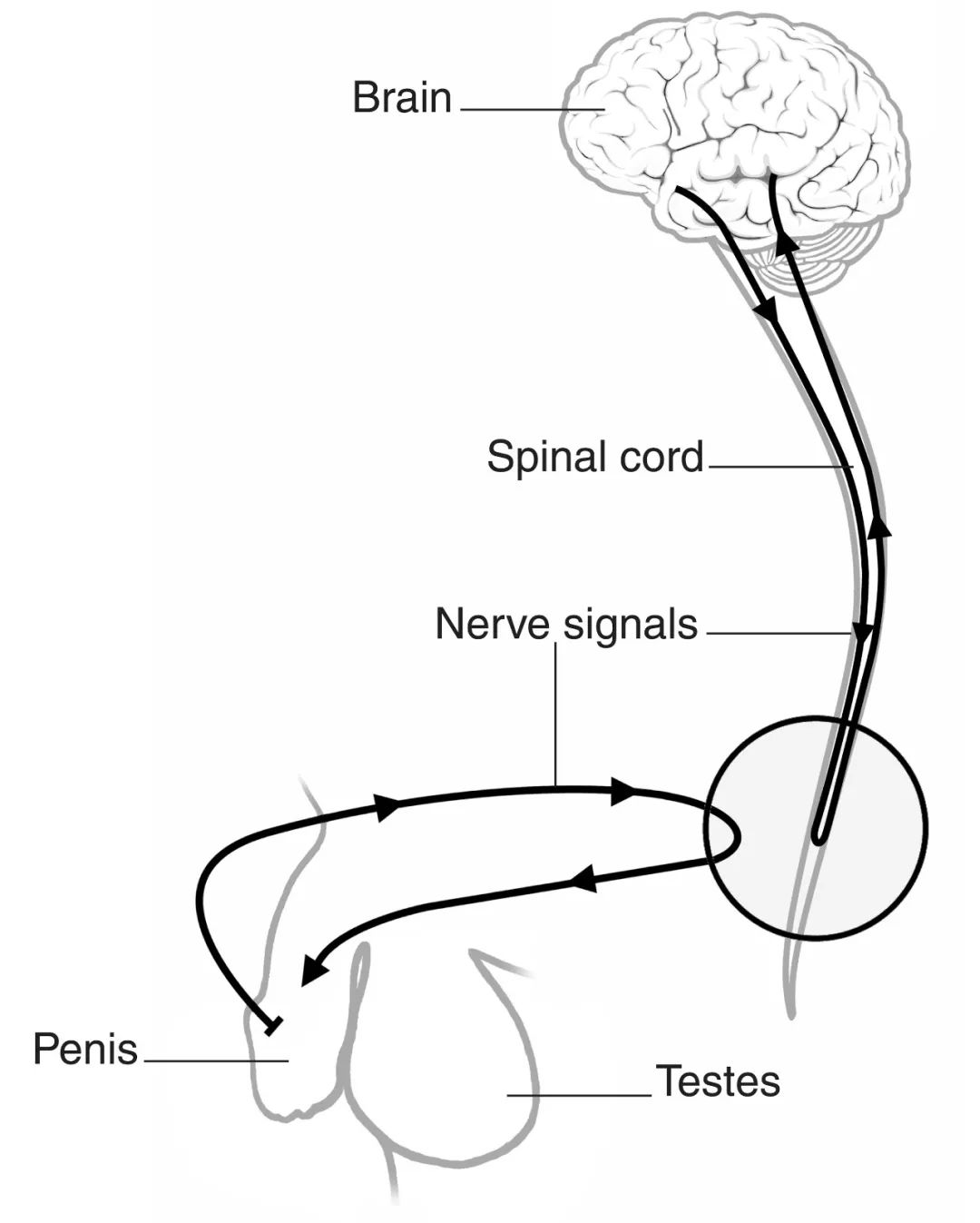 人体内射精一区二区三区:04-28-29-31-40-47F:47,探索人体内射精区域,一区、二区、三区及更多细分区域的奥秘(附详细解读)