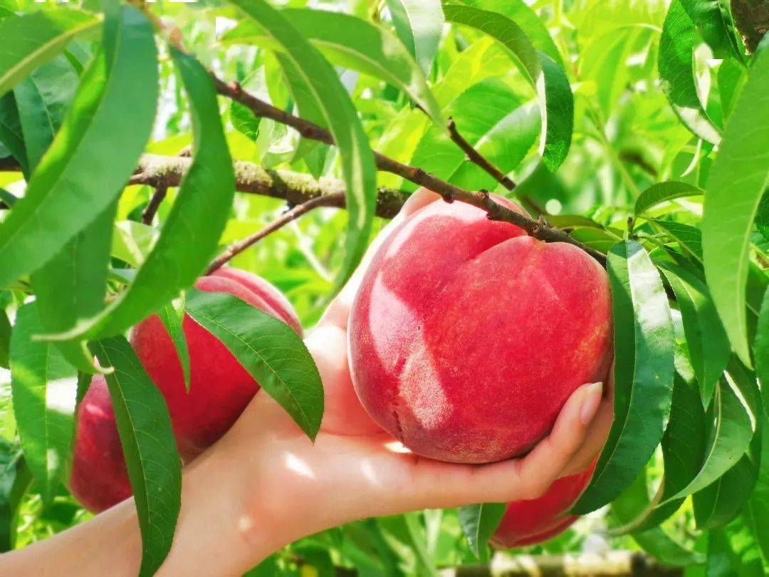 精品人伦一区二区三区蜜桃:04-16-22-29-40-49X:07,探索精品人伦,一区、二区、三区与蜜桃的独特魅力