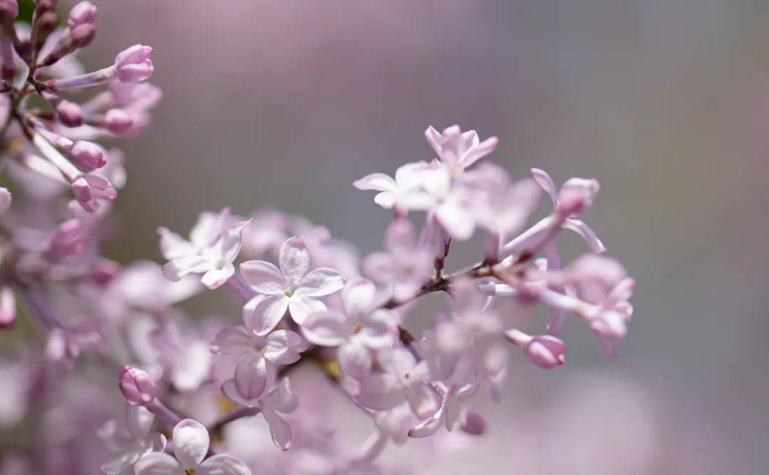 丁香五月缴情综合网:09-11-27-29-39-42H:39,丁香五月,情网交织,一场数字与情感的独特邂逅