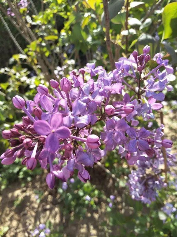 丁香五月网久久综合:13-30-33-40-46-49L：45,丁香五月网，久久综合的魅力与独特体验