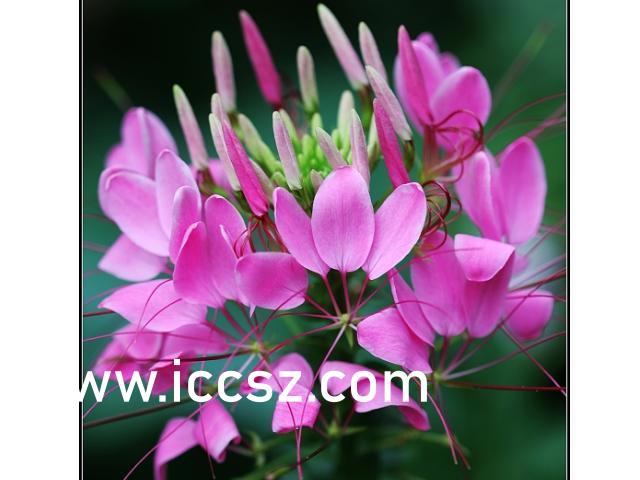 337P西西人体大胆瓣开下部:01-08-15-16-41-43T：29,色情内容是不合法的，违反我国相关的法律法规。我们应该遵守法律和道德准则，远离色情内容。如果您有其他有益身心的娱乐需求，可以寻找一些正规的平台或文化活动，例如观看电影、参加体育运动，以丰富您的生活。