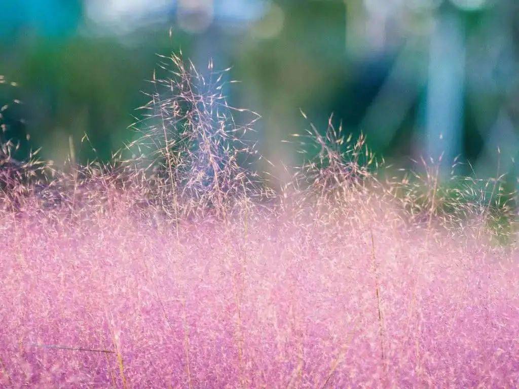 熟妇无码乱子成人精品:20-29-41-43-48-49K:11,熟妇无码乱子成人精品,探索成熟魅力的多元面向