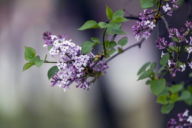久久伊人五月丁香狠狠色:16-23-29-35-39-45N：09,久久伊人五月丁香，一场色彩与情感的交织