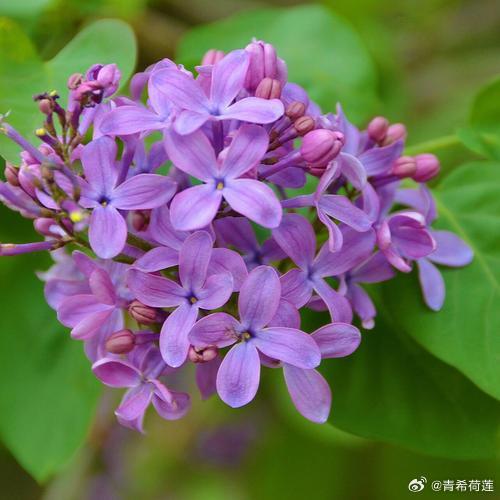 五月丁香六月综合缴情在线:01-16-32-34-36-45K：27,五月丁香与六月综合缴情在线，数字间的情感与生活的交织