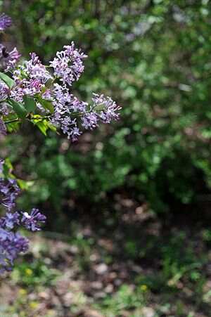 五月丁香六月综合缴情基地:06-09-35-37-42-48P：46,五月丁香与六月综合缴情基地，一个独特而富有魅力的交汇点