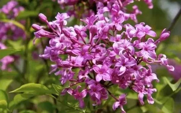 五月丁香六月激情综合在线视频:02-19-30-38-45-47M：49,五月丁香与六月激情，一场视觉盛宴的综合在线视频探索