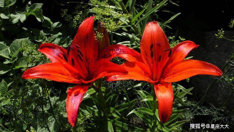 伊人久久大香线蕉综合色狠狠:02-12-18-38-41-49H：23,伊人久久大香线蕉综合色，探索与赏析02-12-18-38-41-49H的韵味