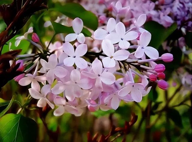 色五月丁香五月综合五月4438:10-16-27-32-41-46T：30,五月丁香，色彩、文化与综合探索的时光（4438:10-16-27-32-41-46）