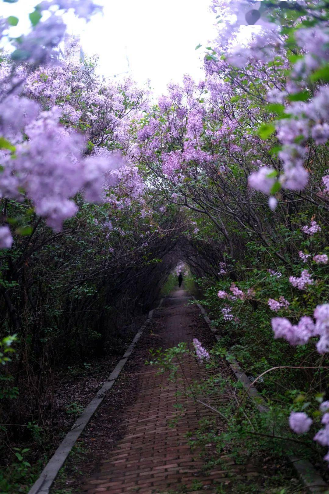 激情综合丁香五月:16-17-18-21-25-28N：31,激情综合丁香五月，一场时间的盛宴与生命的赞歌