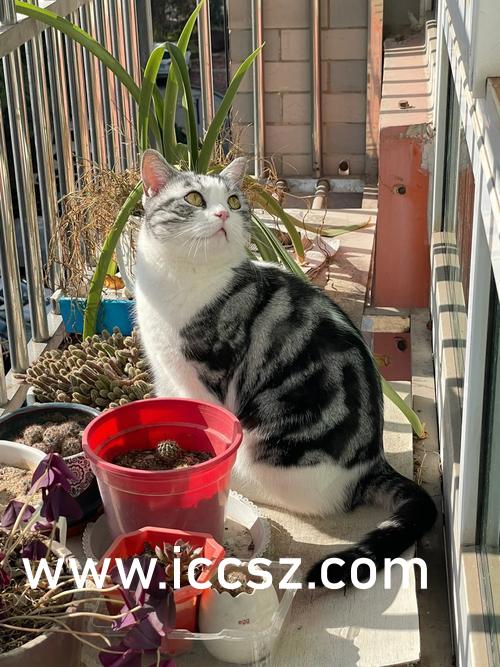 日本爆乳片手机在线播放:02-05-23-29-33-44K:43,日本爆乳片手机在线播放,探索数字时代的文化现象