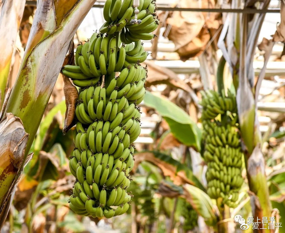 久久婷婷五月综合色国产香蕉:03-04-08-09-13-35M：39,久久婷婷与五月综合色国产香蕉，一场独特的探索之旅