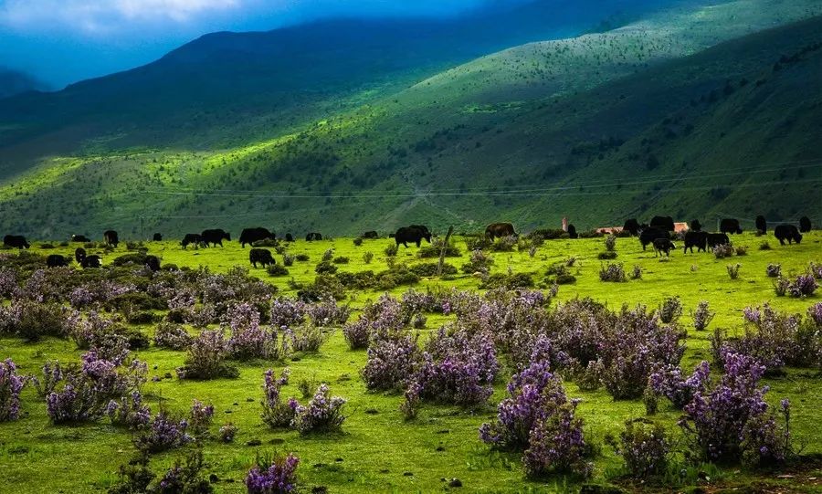 青青草国产免费一二区:12-14-26-28-39-49Y：21,青青草国产影视资源，探索一二区免费内容的新视界（12-14-26-28-39-49Y）